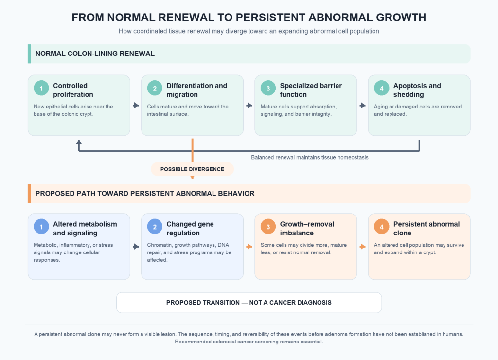 Diagram comparing normal colon-lining renewal with a proposed path toward persistent abnormal cell behavior. Normal renewal balances controlled proliferation, differentiation, barrier function, and cell removal. A proposed divergence involves altered metabolism and signaling, changed gene regulation, growth–removal imbalance, and expansion of a persistent abnormal clone. This transition is a hypothesis, not a cancer diagnosis or inevitable sequence.