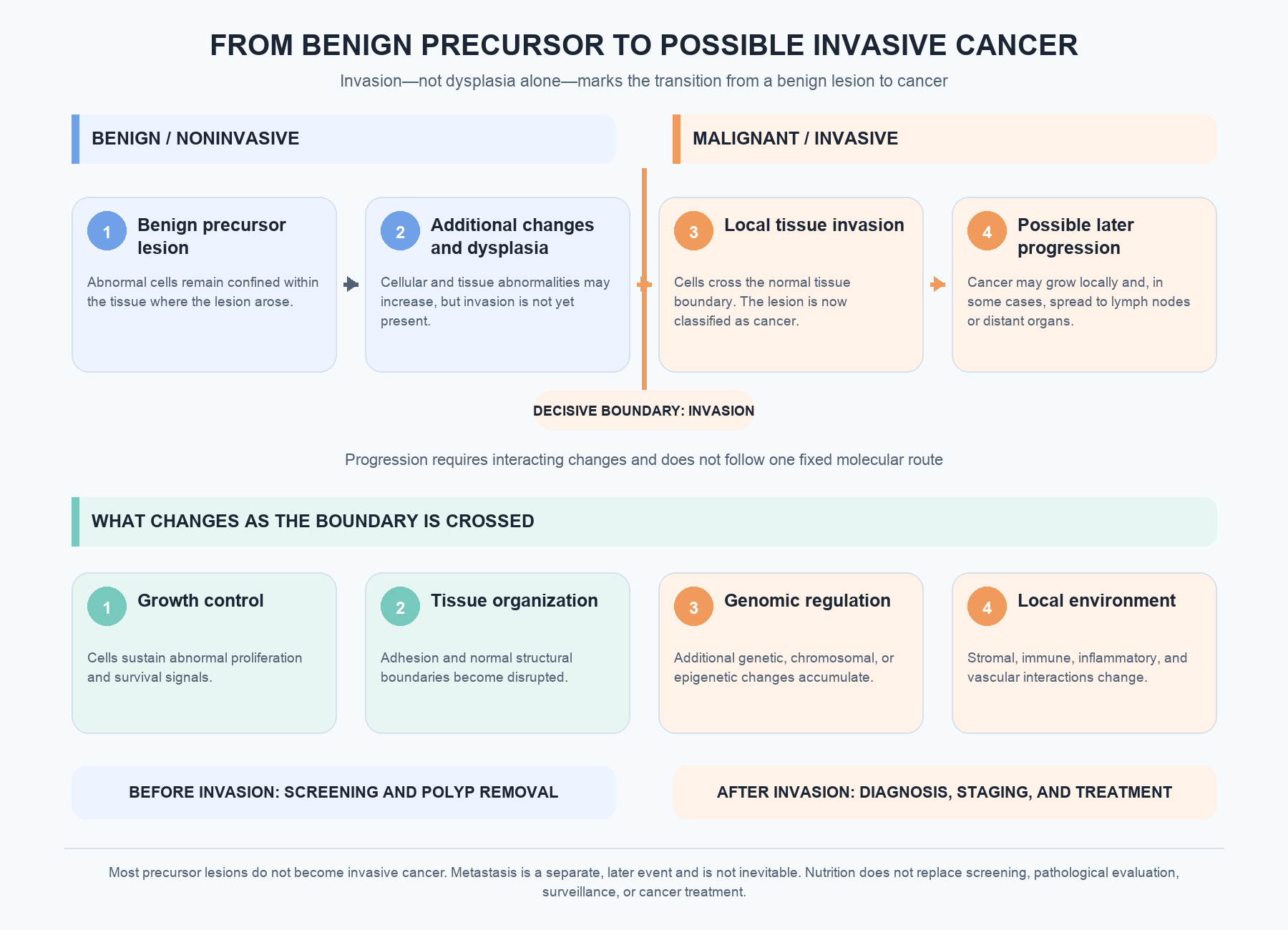 Diagram showing possible progression from a benign, noninvasive precursor through additional changes and dysplasia to local tissue invasion and possible later progression. Invasion is the decisive boundary at which a lesion is classified as cancer. Before invasion, screening and polyp removal are central; after invasion, diagnosis, staging, and treatment are required. Progression and metastasis are not inevitable.