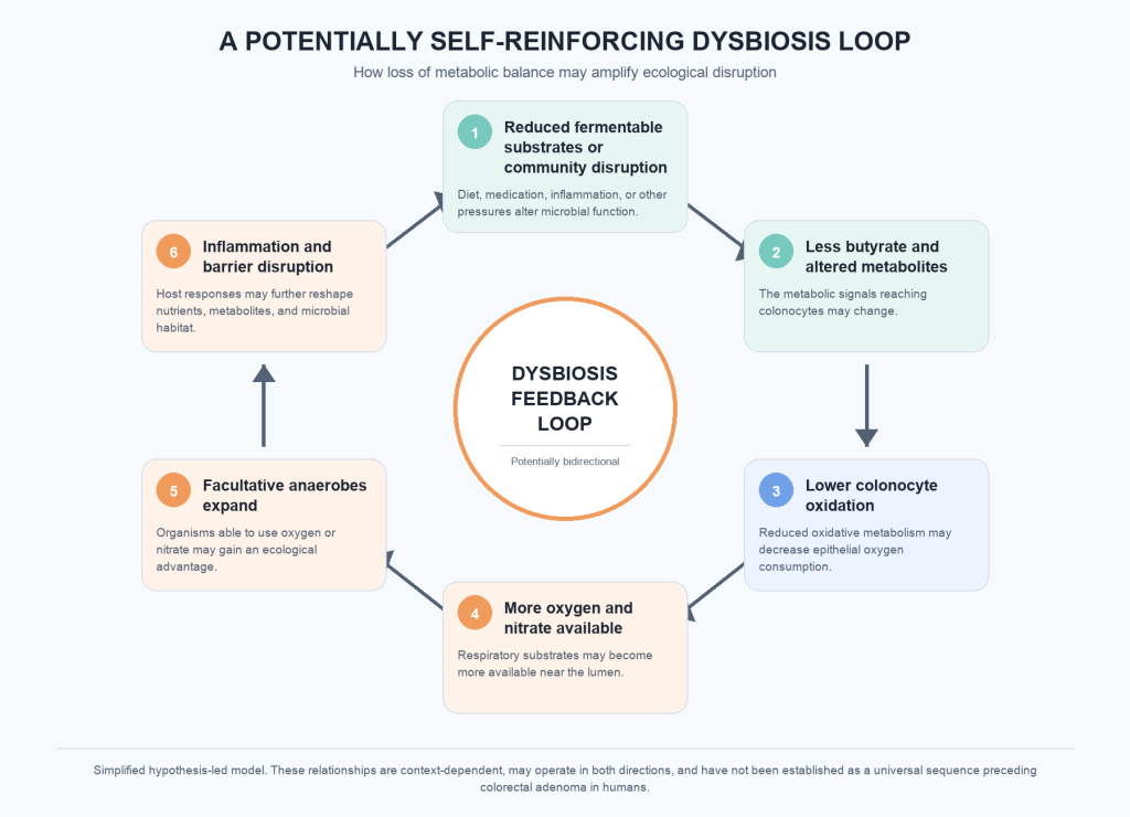 Circular dysbiosis feedback loop connecting community disruption, reduced butyrate, lower colonocyte oxidation, increased oxygen and nitrate, facultative anaerobe expansion, and inflammation or barrier disruption.