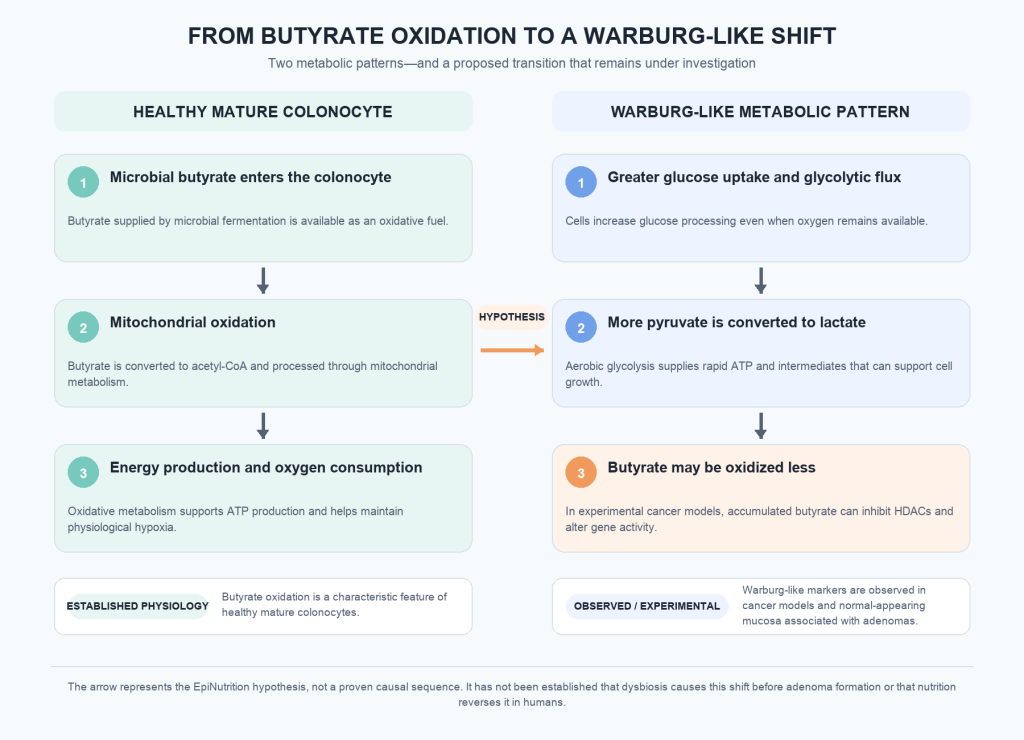Comparison of healthy mature colonocyte metabolism with a Warburg-like metabolic pattern. Healthy colonocytes oxidize microbial butyrate in mitochondria, producing energy and consuming oxygen. In the Warburg-like pattern, cells increase glucose use and lactate production while butyrate may be oxidized less. The transition is presented as a hypothesis, not a proven causal sequence.