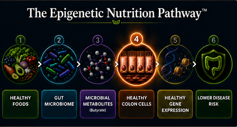 healthy gene expression does not simply improve the function of individual cells—it strengthens tissues, supports organ systems, and promotes the coordinated physiology required for lifelong health. By nourishing the gut microbiome and increasing the production of beneficial microbial metabolites, everyday food choices help establish the molecular signals that support barrier integrity, immune balance, metabolic health, and healthy aging throughout the body.