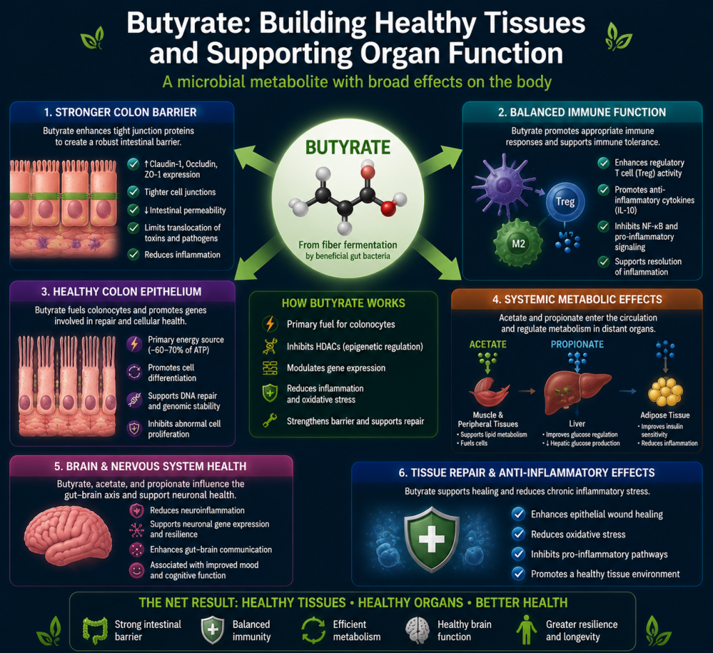 Healthy tissues and organs depend on millions of cells working together under coordinated patterns of gene expression. Once beneficial microbial metabolites activate the epigenetic machinery, the effects extend beyond individual cells to influence the function of entire organs and physiological systems. The result is improved tissue integrity, more effective immune regulation, healthier metabolism, and greater resilience throughout the body.

One of the most immediate examples is the intestinal barrier. In the healthy colon, butyrate promotes the expression of genes involved in maintaining tight junction proteins, including claudins, occludin, and zonula occludens (ZO) proteins. These specialized structures seal neighboring colonocytes together, forming a highly selective barrier that allows nutrients and beneficial microbial metabolites to enter the body while limiting the passage of harmful bacteria, toxins, and inflammatory molecules. A strong epithelial barrier reduces chronic inflammation and helps preserve the healthy relationship between the gut microbiome and the immune system.

Healthy gene expression also supports balanced immune function. Rather than continuously activating inflammatory pathways, epigenetic regulation helps immune cells respond appropriately to infection or injury while promoting the resolution of inflammation once the threat has passed. This balanced immune response protects tissues from unnecessary damage and contributes to long-term intestinal and systemic health.