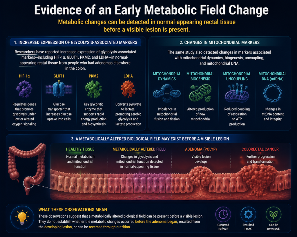 Evidence of an Early Metabolic Field Change
Researchers have reported increased expression of glycolysis-associated markers—including HIF-1α, GLUT1, PKM2, and LDHA—in normal-appearing rectal tissue from people who had adenomas elsewhere in the colon.
The same study also detected changes in markers associated with mitochondrial dynamics, biogenesis, uncoupling, and mitochondrial DNA.
These observations suggest that a metabolically altered biological field can be present before a visible lesion. They do not establish whether the metabolic changes occurred before the adenoma began, resulted from the developing lesion, or can be reversed through nutrition.