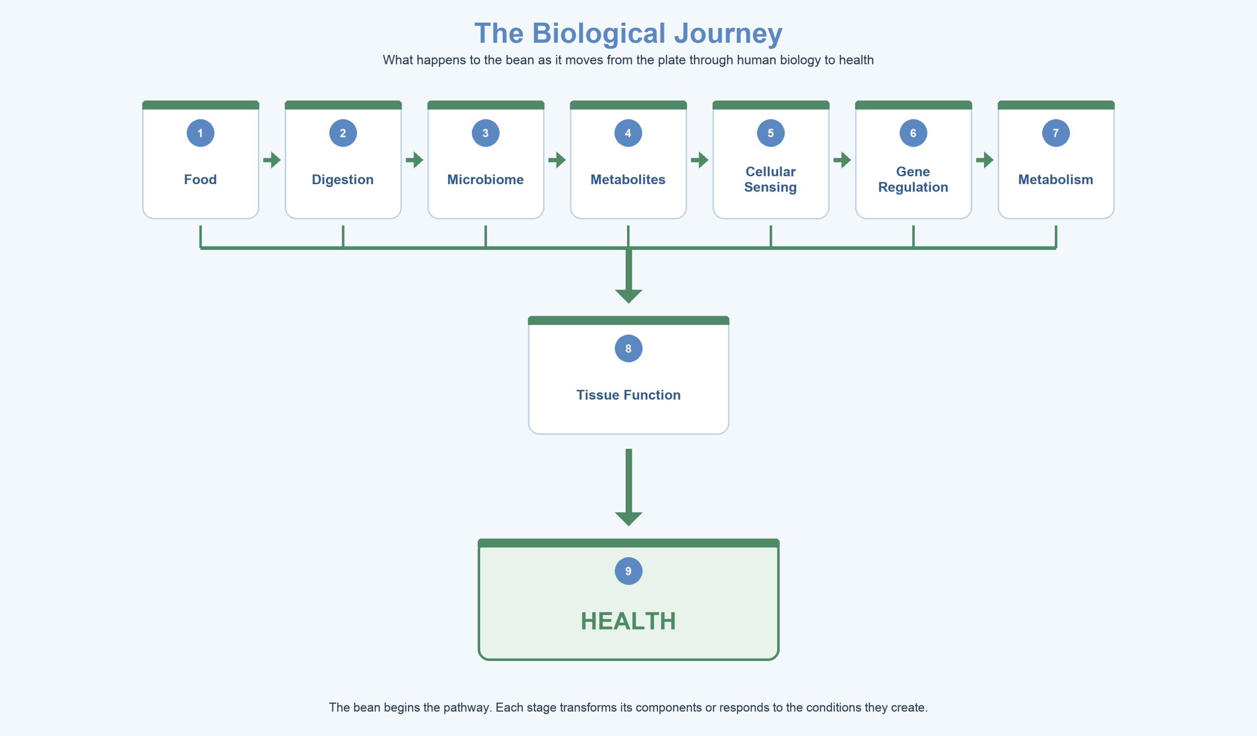 The Biological Journey