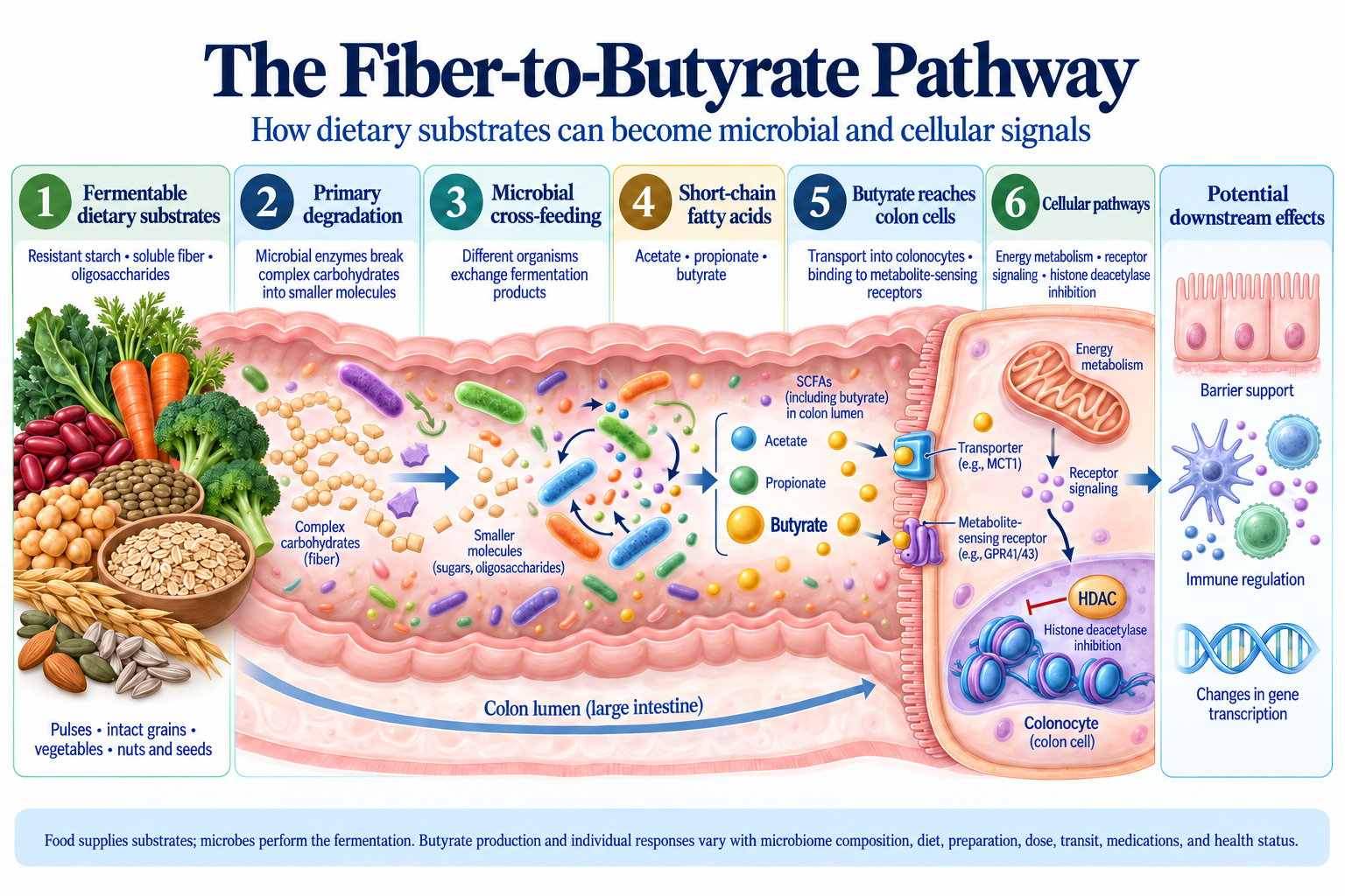 Fiber-to-butyrate pathway showing microbial degradation, cross-feeding, short-chain fatty acids, colonocyte uptake, receptor signaling, and HDAC inhibition.