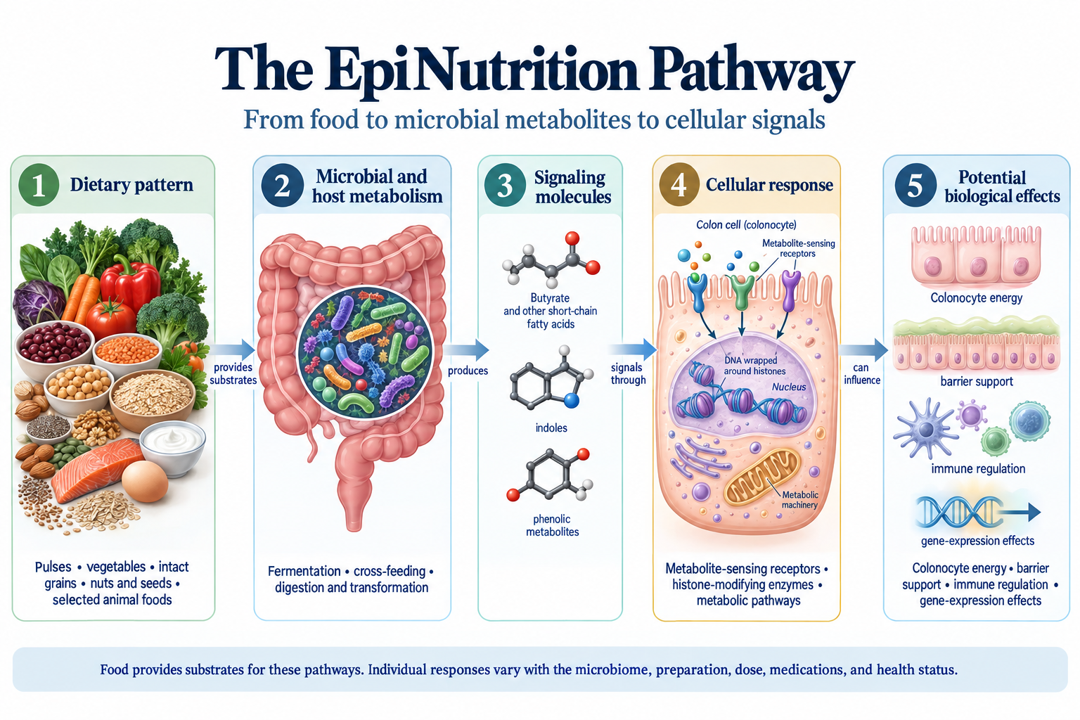 Five-stage EpiNutrition pathway from dietary pattern through microbial and host metabolism to signaling molecules, cellular responses, and potential biological effects.