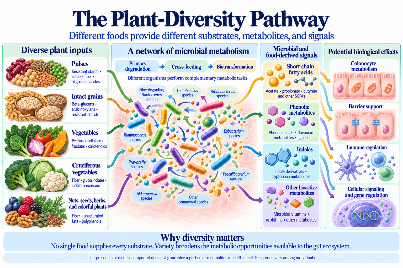 Plant-diversity network linking pulses, grains, vegetables, cruciferous vegetables, nuts, seeds, and herbs to microbial metabolites and cellular effects.